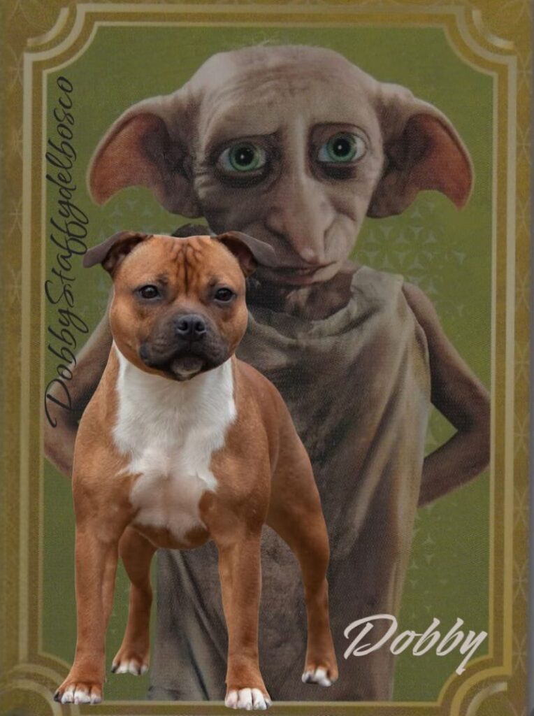 Dobby Staffordshire bull terrier